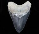 Serrated, Megalodon Tooth - Black Enamel #72820-1